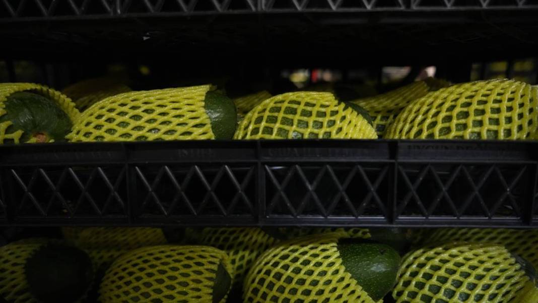 Talebe yetişemiyorlar, adeta yok satıyor! O ilimizde yerli tropikal meyve hasadı başladı 4